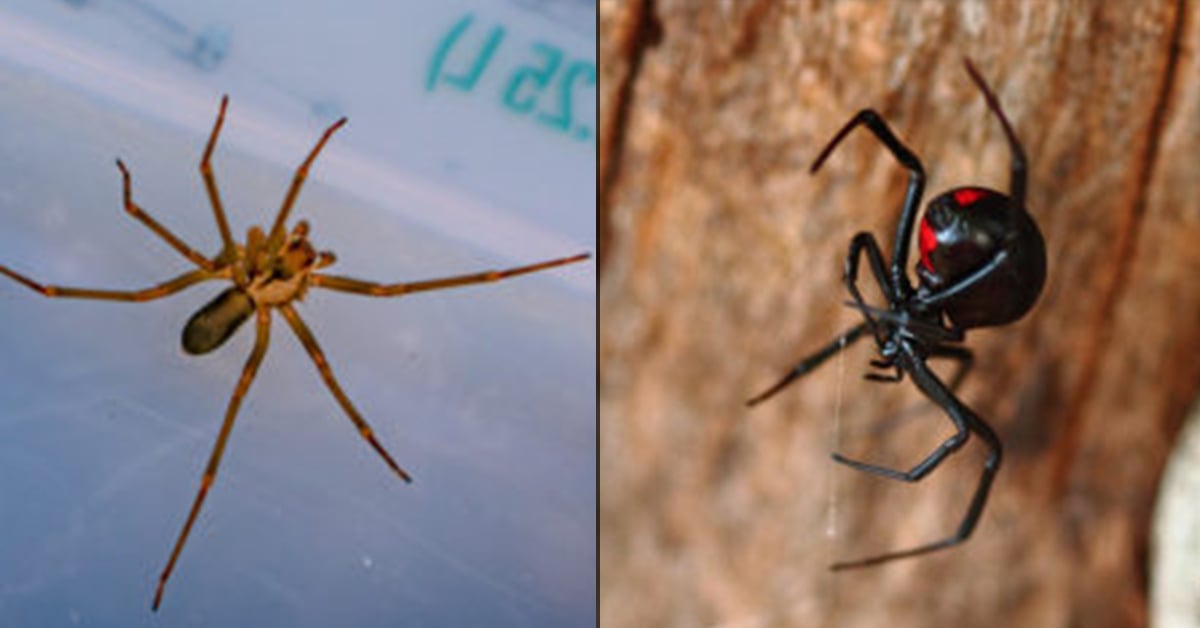 BROWN RECLUSE VS BLACK WIDOW SPIDERS